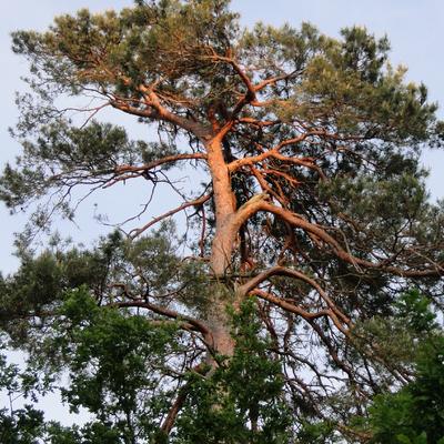 Grove den - Pinus sylvestris