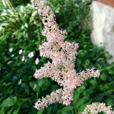 Pluimspirea - Astilbe japonica  'Peach Blossom'