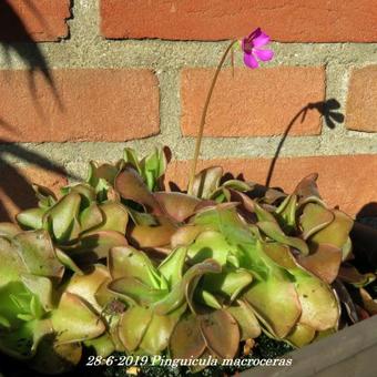 Pinguicula macroceras