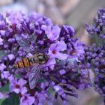 Buddleja davidii 'BUZZ Violet' - Vlinderstruik