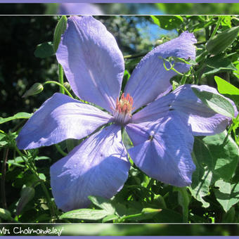 Clematis 'Mrs Cholmondeley'