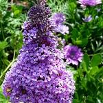 Buddleja davidii 'BUZZ  Purple' - Vlinderstruik