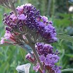 Buddleja davidii 'BUZZ  Purple' - Vlinderstruik