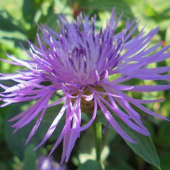 Centaurea jacea