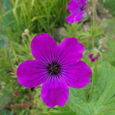 Ooievaarsbek - Geranium psilostemon 'Red Admiral'