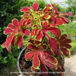 Plectranthus scutellarioides  UNDER THE SEA 'Red Coral' - Siernetel