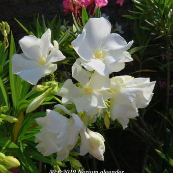 Nerium oleander