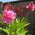 Nerium oleander