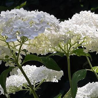 Hydrangea arborescens 'Annabelle'