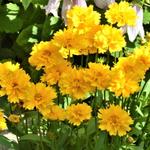 Coreopsis grandiflora ‘Presto’ - Meisjesogen