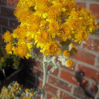 Senecio cineraria 'Silverdust'