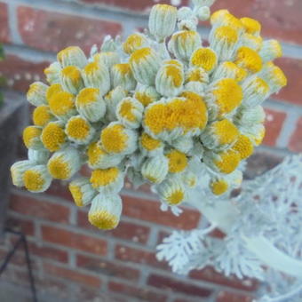 Senecio cineraria 'Silverdust'