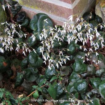 Saxifraga stolonifera 'Japon'