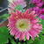 Gerbera jamesonii