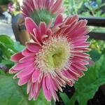 Gerbera jamesonii  - Gerbera