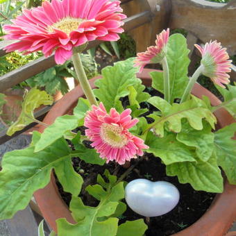 Gerbera jamesonii