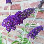 Buddleja davidii 'African Queen' - Vlinderstruik