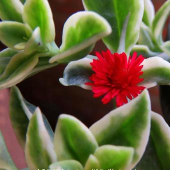 Aptenia cordifolia 'Variegata'