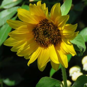 Helianthus annuus