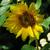 Helianthus annuus