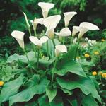 Zantedeschia albomaculata - Aronskelk, Calla