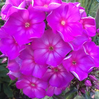 Phlox paniculata ‘SWEET SUMMER Surprise’