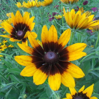 Rudbeckia 'Berlin'