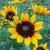 Rudbeckia 'Berlin'