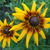 Rudbeckia 'Berlin'