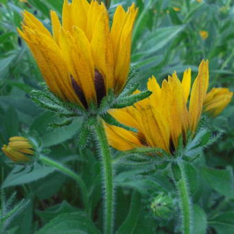 Rudbeckia 'Berlin'