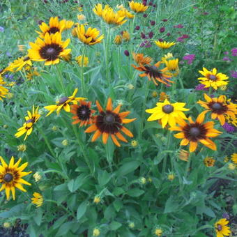 Rudbeckia 'Berlin'