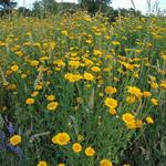 Anthemis tinctoria - Gele kamille - Anthemis tinctoria