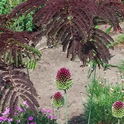 Slaapboom - Albizia julibrissin 'Summer Chocolate'