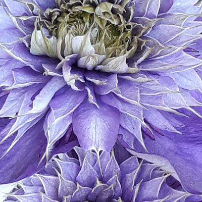 Bosrank - Clematis 'Multi Blue'