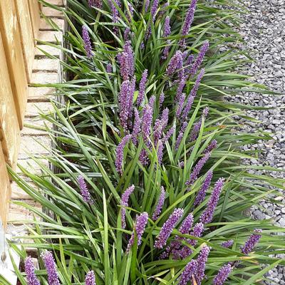 Leliegras - Liriope muscari 'Ingwersen'