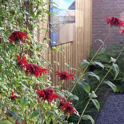 Bergamotplant - Monarda 'Cambridge Scarlet'