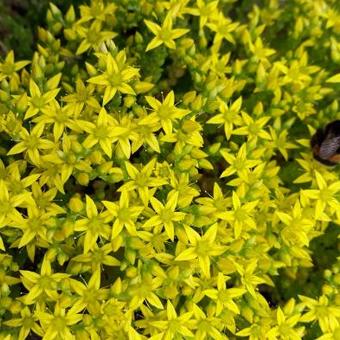 Sedum acre