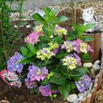 Hydrangea macrophylla 'MAGICAL Four Seasons' - Hortensia