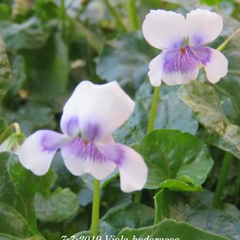 Viola hederacea