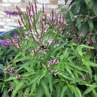 Verbena hastata 'Rosea'