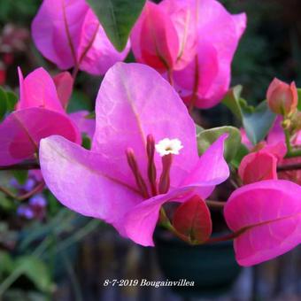 Bougainvillea