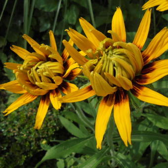 Rudbeckia 'Berlin'