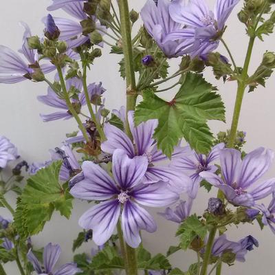 Kaasjeskruid - Malva sylvestris 'Marina'