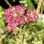 Achillea Millefolium 'DESERT EVE Deep Rose' - Duizendblad