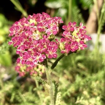 Achillea Millefolium 'DESERT EVE Deep Rose'