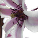 Clematis texensis 'Princess Kate' - Bosrank