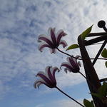 Clematis texensis 'Princess Kate' - Bosrank