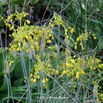 Allium flavum