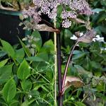 Bosengelwortel - Angelica sylvestris 'Vicar's Mead'