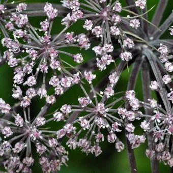 Angelica sylvestris 'Vicar's Mead'